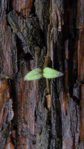 Flora Plant Beauty Publicdomain (248).jpg