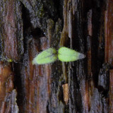 Flora Plant Beauty Publicdomain (248)