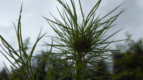 Flora Plant Beauty Publicdomain (247).jpg