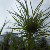 Flora Plant Beauty Publicdomain (247)