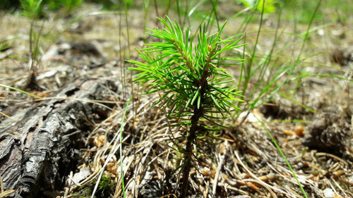 Flora Plant Beauty Publicdomain (99).jpg