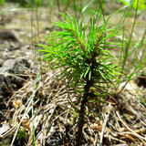 Flora Plant Beauty Publicdomain (99)