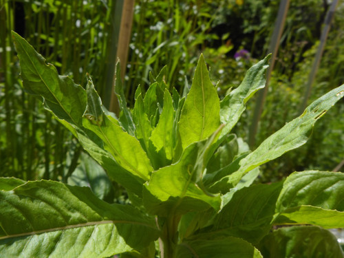 Green garden Grass.jpg