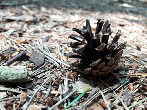 Flora Plant Beauty Publicdomain (100).jpg