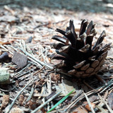 Flora Plant Beauty Publicdomain (100)