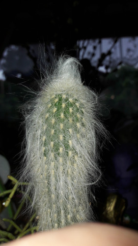 Flora Plant Beauty Publicdomain (96).jpg