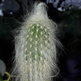 Flora Plant Beauty Publicdomain (96)