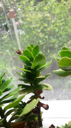 Flora Plant Beauty Publicdomain (95).jpg