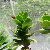 Flora Plant Beauty Publicdomain (95)