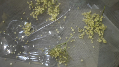 Flora Plant Beauty Publicdomain (93).jpg