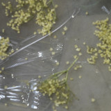 Flora Plant Beauty Publicdomain (93)