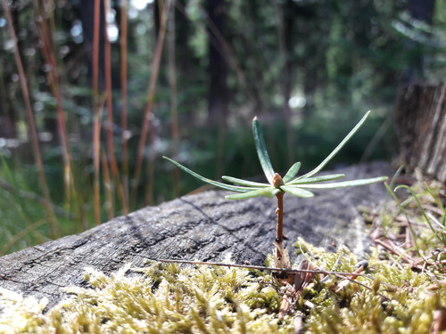 Flora Plant Beauty Publicdomain (104).jpg