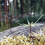 Flora Plant Beauty Publicdomain (104)