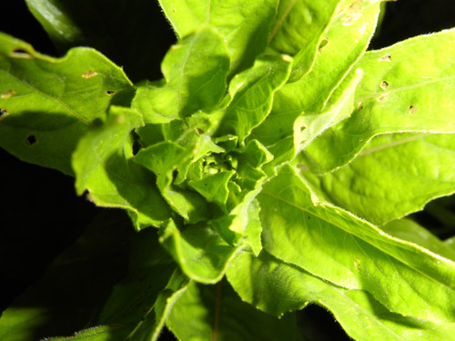 Flora Plant Beauty Publicdomain (108).jpg