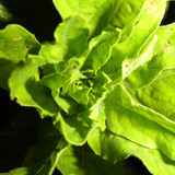 Flora Plant Beauty Publicdomain (108)