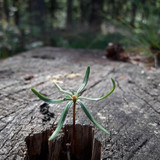 Flora Plant Beauty Publicdomain (103)