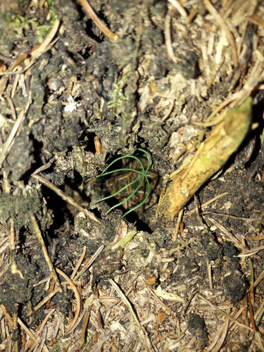 Flora Plant Beauty Publicdomain (102).jpg