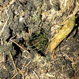 Flora Plant Beauty Publicdomain (102)