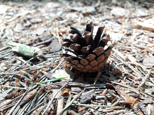 Flora Plant Beauty Publicdomain (101).jpg