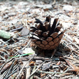 Flora Plant Beauty Publicdomain (101)