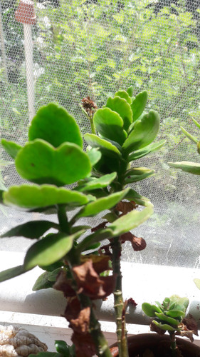 Flora Plant Beauty Publicdomain (94).jpg