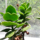 Flora Plant Beauty Publicdomain (94)