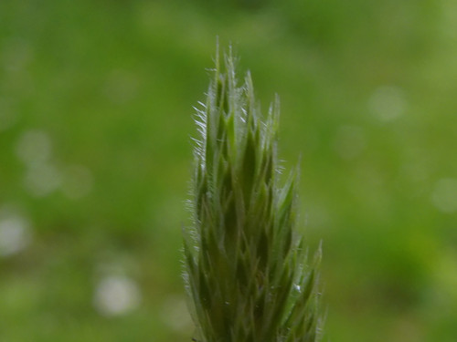 Flora Plant Beauty Publicdomain (109).jpg