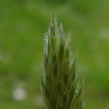 Flora Plant Beauty Publicdomain (109)