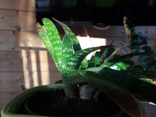 Flora Plant Beauty Publicdomain (98).jpg