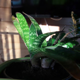 Flora Plant Beauty Publicdomain (98)