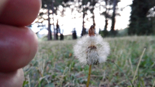 Flora Plant Beauty Publicdomain (105).jpg