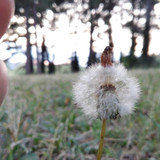 Flora Plant Beauty Publicdomain (105)