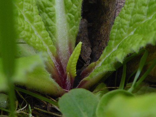 Flora Plant Beauty Publicdomain (111).jpg