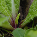 Flora Plant Beauty Publicdomain (111)