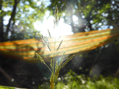 Flora Plant Beauty Publicdomain (113).jpg