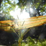 Flora Plant Beauty Publicdomain (113)