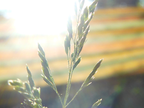 Flora Plant Beauty Publicdomain (114).jpg