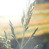 Flora Plant Beauty Publicdomain (114)