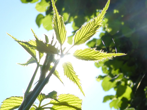 Flora Plant Beauty Publicdomain (121).jpg