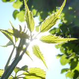 Flora Plant Beauty Publicdomain (121)