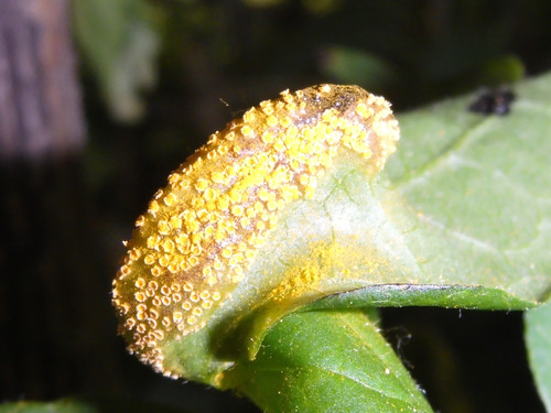 Flora Plant Beauty Publicdomain (120).jpg