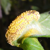 Flora Plant Beauty Publicdomain (120)