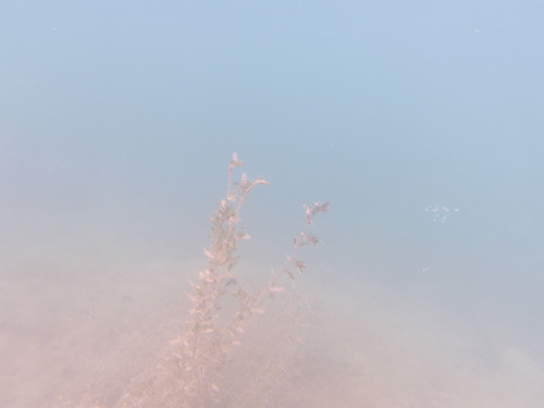 Flora Plant Beauty Publicdomain (122).jpg