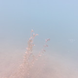 Flora Plant Beauty Publicdomain (122)