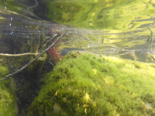 Flora Plant Beauty Publicdomain (126).jpg