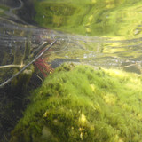 Flora Plant Beauty Publicdomain (126)