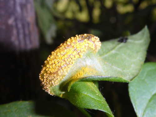 Flora Plant Beauty Publicdomain (119).jpg