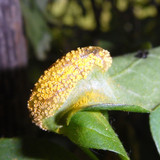 Flora Plant Beauty Publicdomain (119)