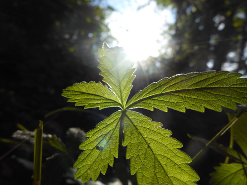 Flora Plant Beauty Publicdomain (117).jpg