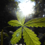 Flora Plant Beauty Publicdomain (117)